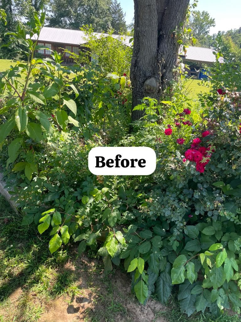 Weed trimming project photograph 6